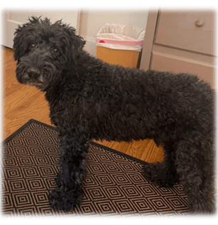 A black dog standing on a rug

Description automatically generated